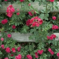 Rosa 'Chevy Chase', Secrest Arboretum, Wooster