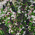 Malus 'Adirondack', Secrest Arboretum, Wooster