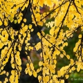 Katsura Tree Leaves, Secrest Arboretum, Wooster