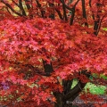 Japanese Maple, Secrest Arboretum