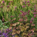 Verbena & Coleus, Ohio State University, Agricultural Technical Institute Garden, Wooster