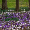 Crocuses & Trees, Kingwood Center, Mansfield