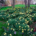 Daffodils, Kingwood Center, Mansfield