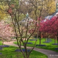 Crabapples, Kingwood Center, Mansfield
