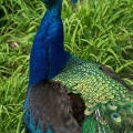 Peacock, Kingwood Center, Mansfield