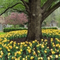 Oak Tree & Tulips, Inniswood Metro Gardens, Gahanna