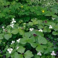 Trilliums & Violets, Ohio Heritage Garden, Bexley