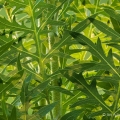 Compass Plant Leaves, Ohio Heritage Garden, Bexley