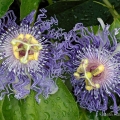 Passion Flowers, Ohio Heritage Garden, Bexley