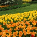 Tulips, Cincinnati Zoo