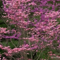Redbud & Dogwood, Schoepfle Gardens, Birmingham