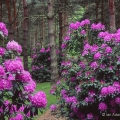 Schoepfle Garden Rhododendrons, Birmingham