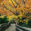 Boardwalk & Beech Tree, Cleveland Botanical Garden