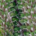 Octopus Plant Spines, Madagascar Exhibit, Cleveland Botanical Garden