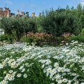 Manor House & Daisies, Stan Hywet Hall & Gardens, Akron
