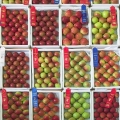 Apples, Canfield Fair, Ohio
