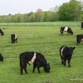 Belted Galloway cattle, Trumbull County, Ohio