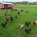 Chickens, Trumbull County, Ohio