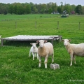 Ewes and lambs, Trumbull County, Ohio