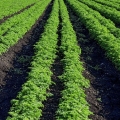 Field of curly parsley, Huron County, Ohio
