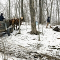 Maple sugaring, Trumbull County, Ohio