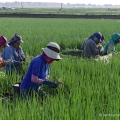 Picking spring onions, Huron County, Ohio