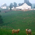 Sheep farm near Cadiz, Harrison County, Ohio