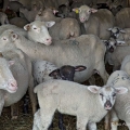 Ewes and lambs, Harrison County, Ohio