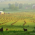 Four horses, Holmes County, Ohio