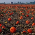 Pumpkins, near Pentwater, Michigan