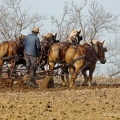Plowing with Belgian horses, Holmes County, Ohio