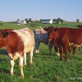 Shorthorn beef cattle, near Baltic, Ohio
