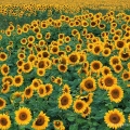 Sunflowers, near Salem, Ohio