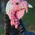 Standard Bronze turkey, Ohio