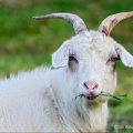 Tennessee Fainting Goat, Ohio
