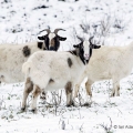 Tennessee Fainting Goats, Ohio