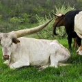 Texas Longhorn, Watusi, and Buelingo Cattle, Belmont County, Ohio