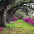 Ancient live oaks arch over azaleas at Magnolia Plantation near Charleston, South Carolina.