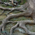 Birch Tree Roots, South Chagrin Reservation, Ohio