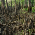 A jungle of cypress knees near Deep Creek in Volusia County, Florida. A fall while hiking in this terrain can have serious consequences.