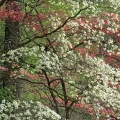 The Dogwood Trail at Mt. Cuba Center in Greenville, Delaware