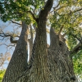 The largest Eastern Cottonwood Tree in the United States is located in Delaware County in central Ohio.