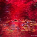 Japanese maple reflections at Stan Hywet Hall and Gardens in Akron, Ohio