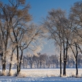 Ice on trees near Hartville in northeast Ohio