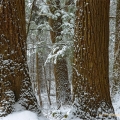 Hemlocks, Kendall Ledges, Cuyahoga Valley National Park, Ohio