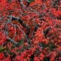 Japanese Maple, Portland, Oregon