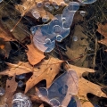 Oak leaves in ice at Tinker's Creek State Nature Preserve in northeast Ohio.
