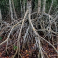 The arching prop roots of red mangrove trees create an impenetrable forest near Flamingo in Everglades National Park, Florida.