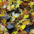 Maple Leaves, Hunting Valley, Ohio
