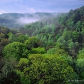A misty morning at Conkles Hollow State Nature Preserve in the Hocking Hills, Ohio.